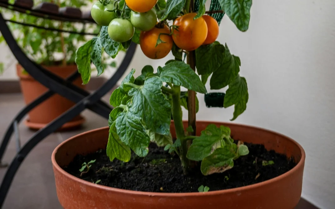 ¿Puede una comunidad de propietarios exigir la retirada de un huerto urbano instalado en una terraza?